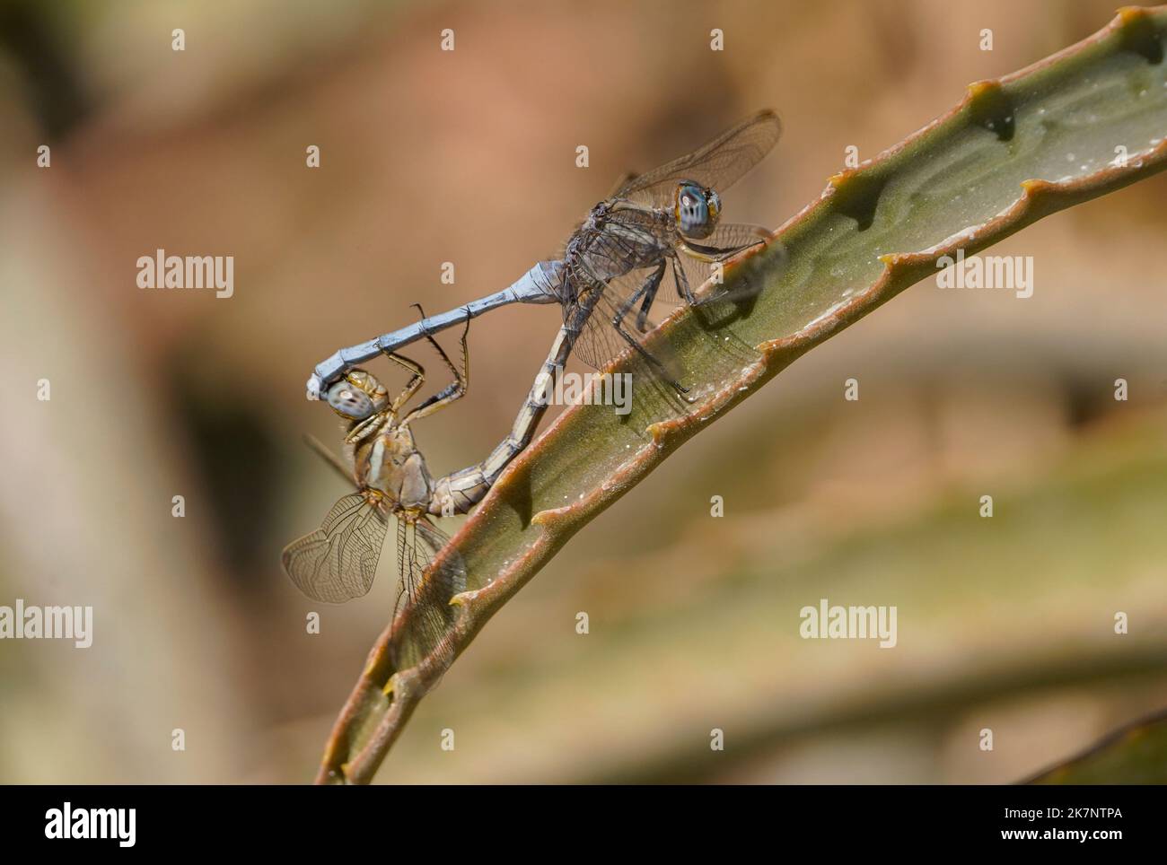 Closeup of an Epaulet skimmers, Orthetrum chrysostigma, dragonflies male and female mating. on leaf, Spain. Stock Photo