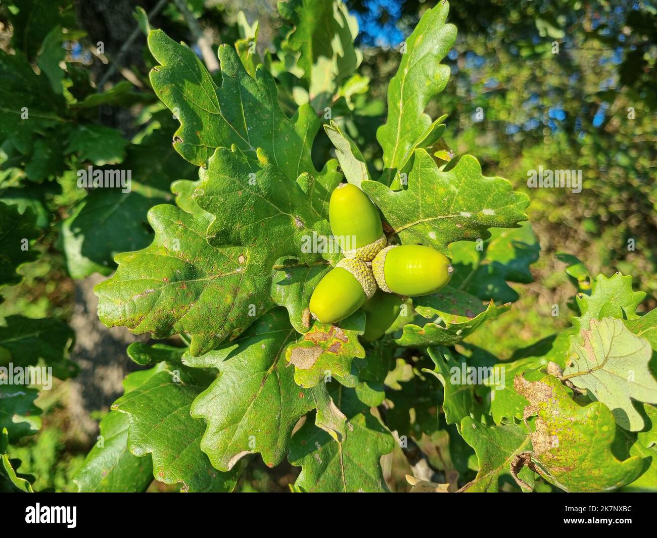 Close up view of Acorns fruits on oak tree branch in forest autumnal ecosystem Stock Photo