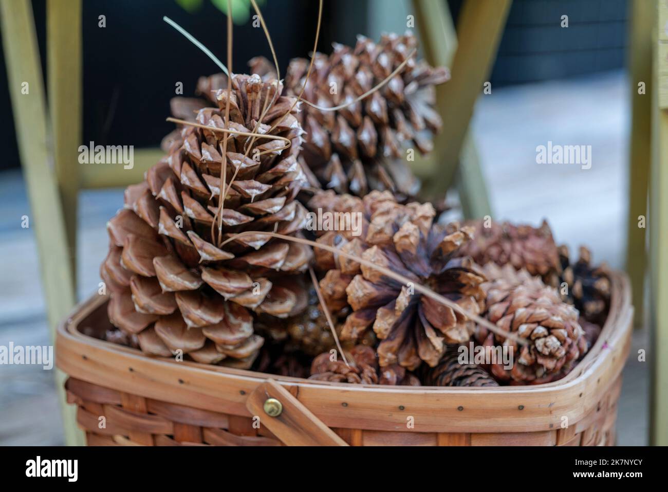 large pine cones in a basket, autumn still life Stock Photo