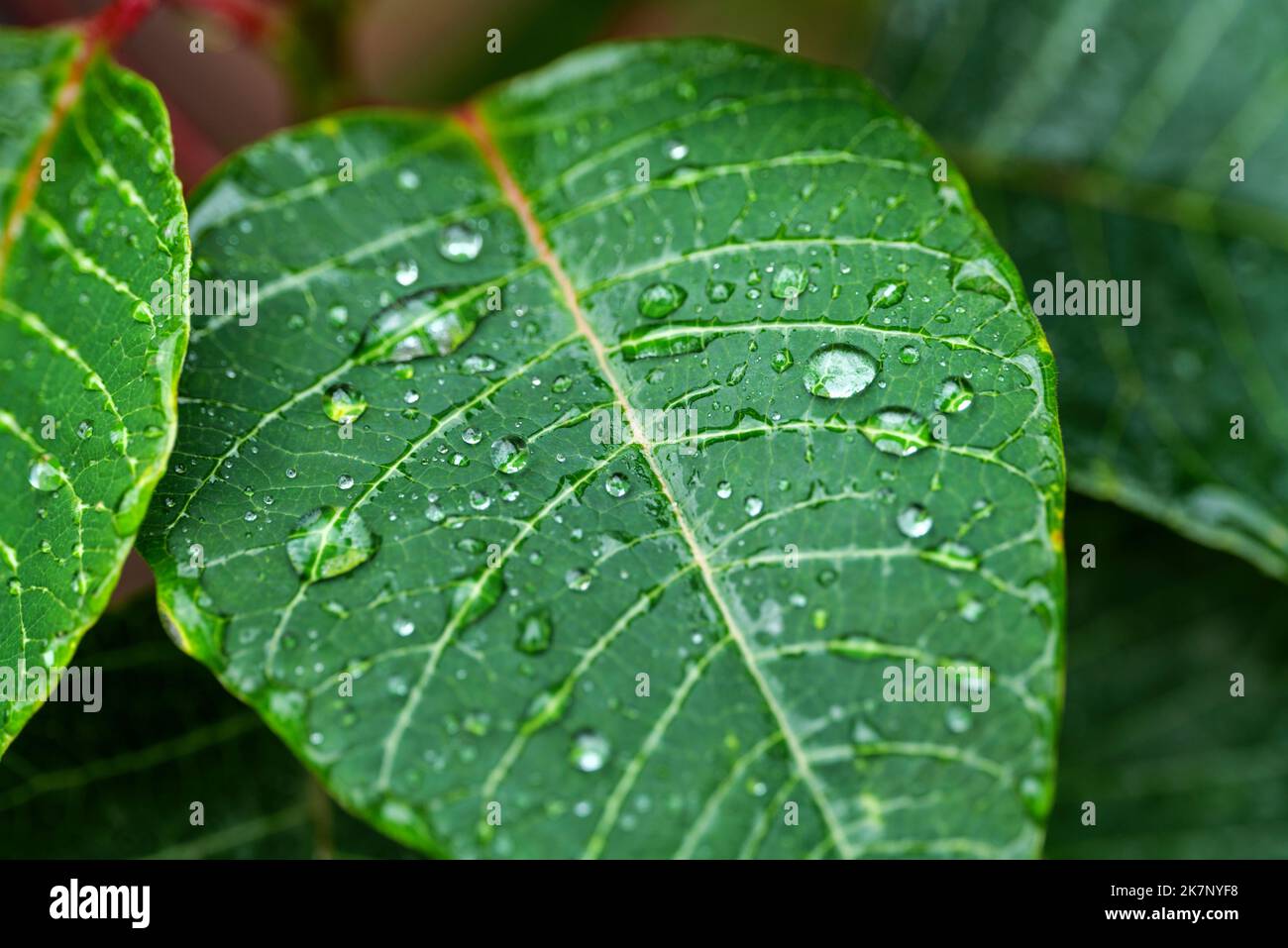 Green leaves with water drop on a plant of poinsettia, Euphorbia ...
