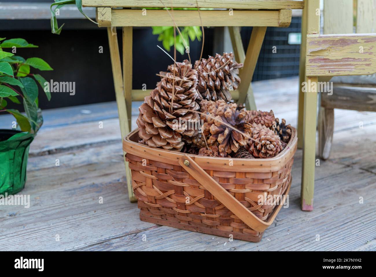 large pine cones in a basket, autumn still life Stock Photo