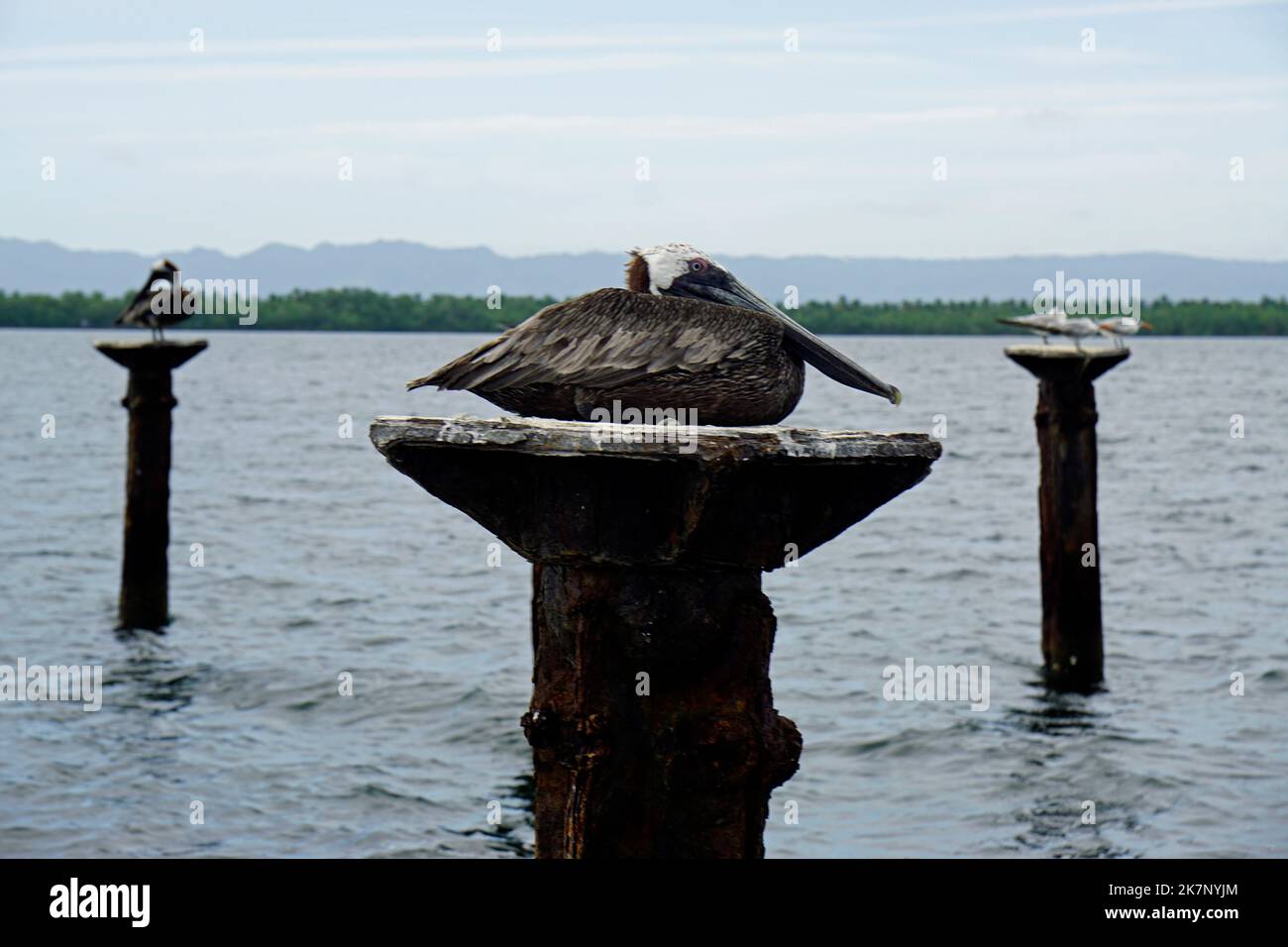 pelican sitting on a pillar in the caribbean sea Stock Photo - Alamy
