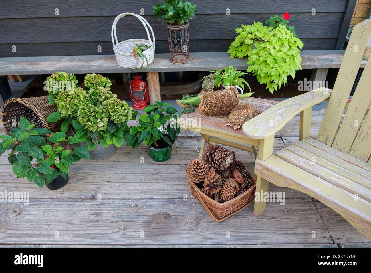 large pine cones in a basket, on a backyard autumn still life Stock Photo