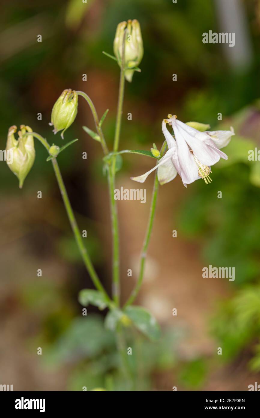 Beautifully delicate Aquilegia flowering in a natural garden setting in close-up. natural environmental flower portrait Stock Photo
