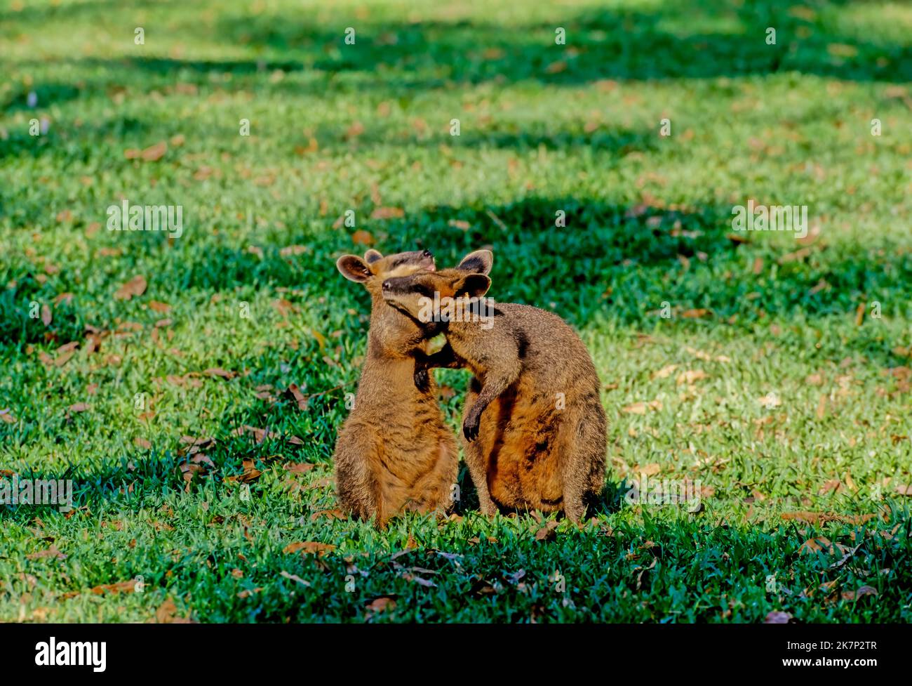 The swamp wallaby (Wallabia bicolor) is a small macropod marsupial of eastern Australia Stock Photo
