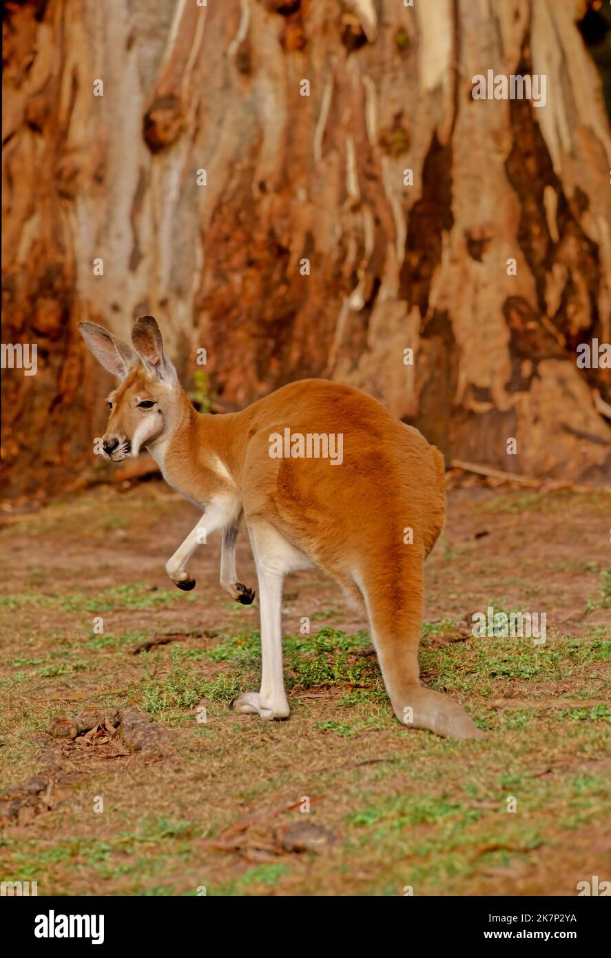 The red kangaroo (Osphranter rufus[5]) is the largest of all kangaroos, the largest terrestrial mammal native to Australia, and the largest extant mar Stock Photo