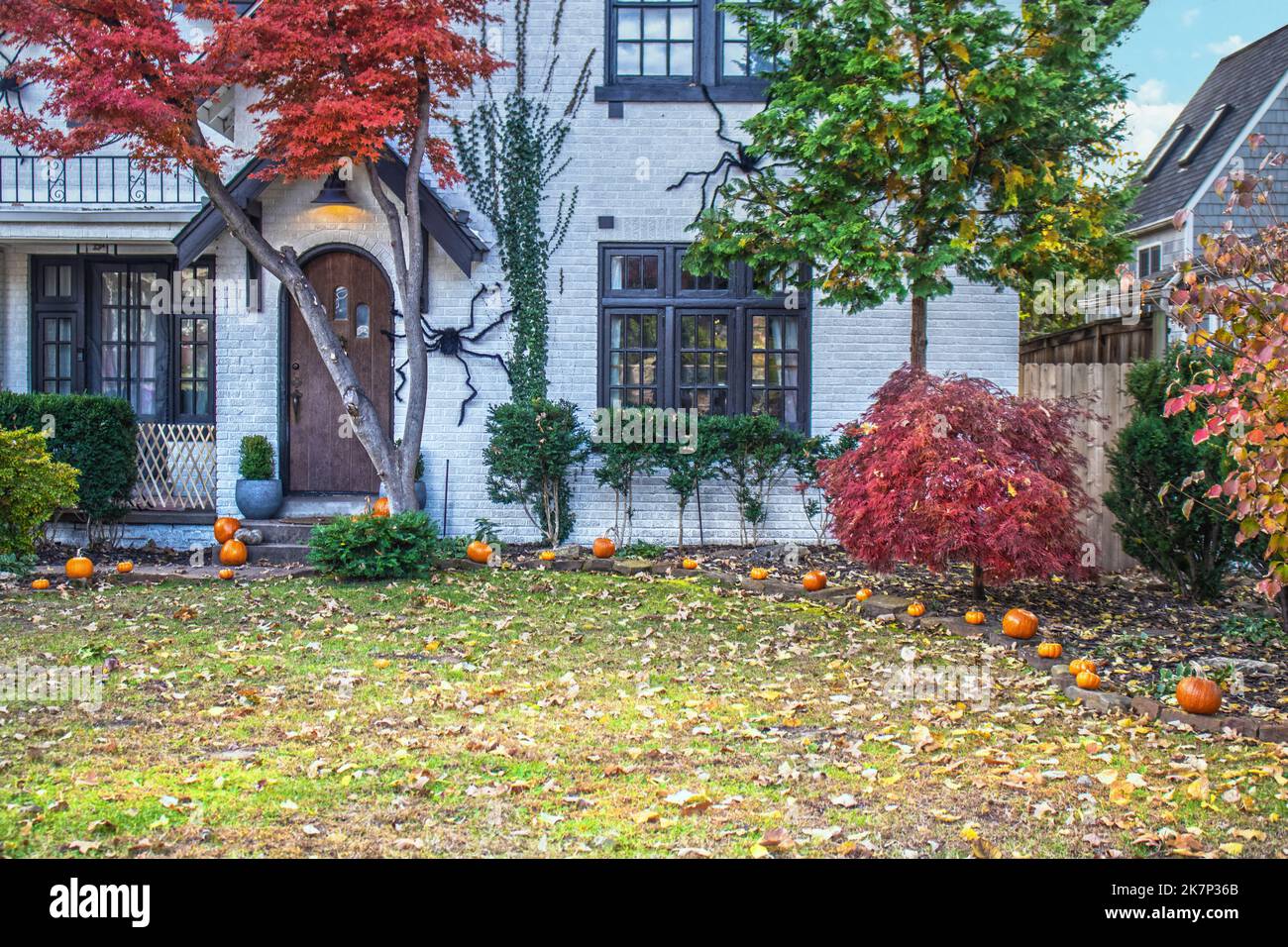 Closeup of entrance to white brick detached house with vinces and autumn maple trees decorated with pumpkins in garden and giant Halloween spiders cra Stock Photo