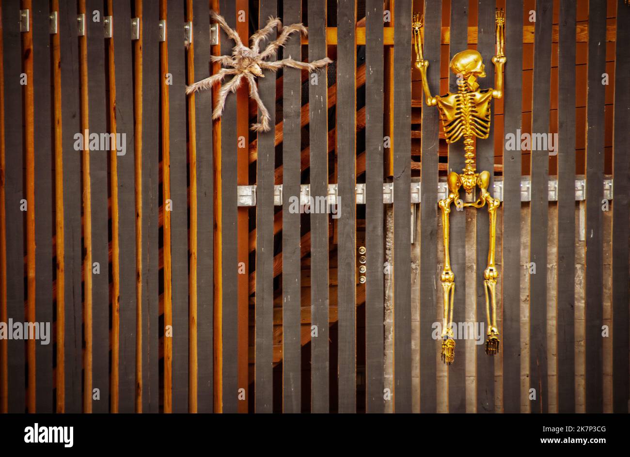 Golden Halloween skeleton decoration and fuzzy spider climbing contemporary rustic residential fence - Room for copy Stock Photo
