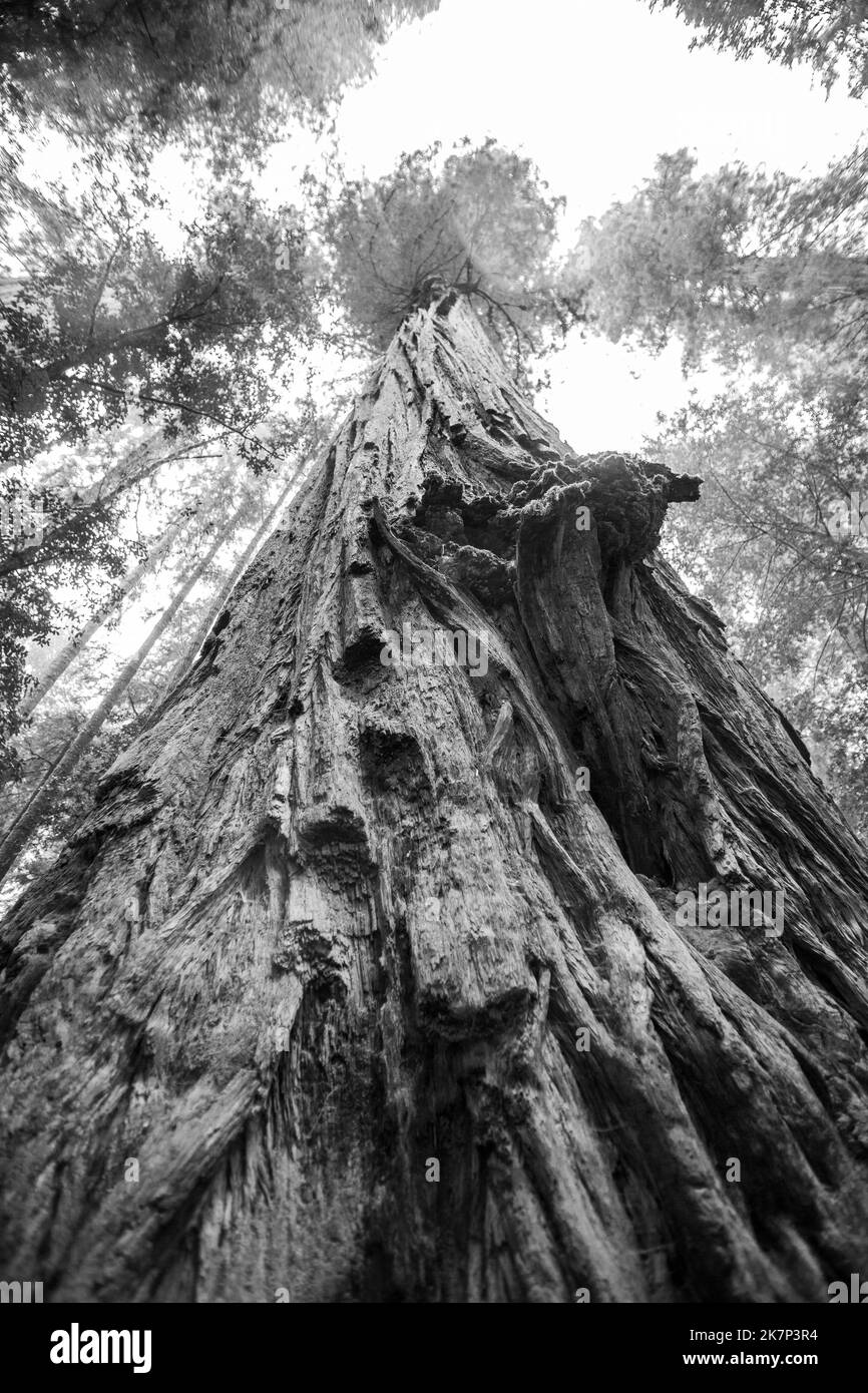 Redwood trees in Northern California Stock Photo