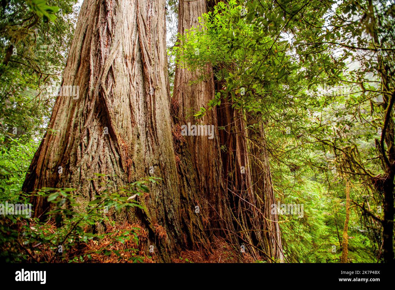 Redwood trees in Northern California Stock Photo Alamy