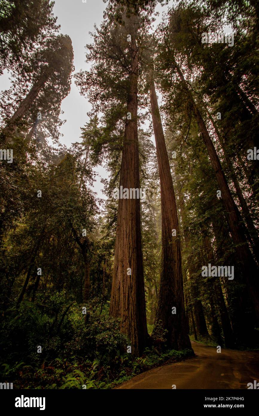 Redwood trees in Northern California Stock Photo Alamy
