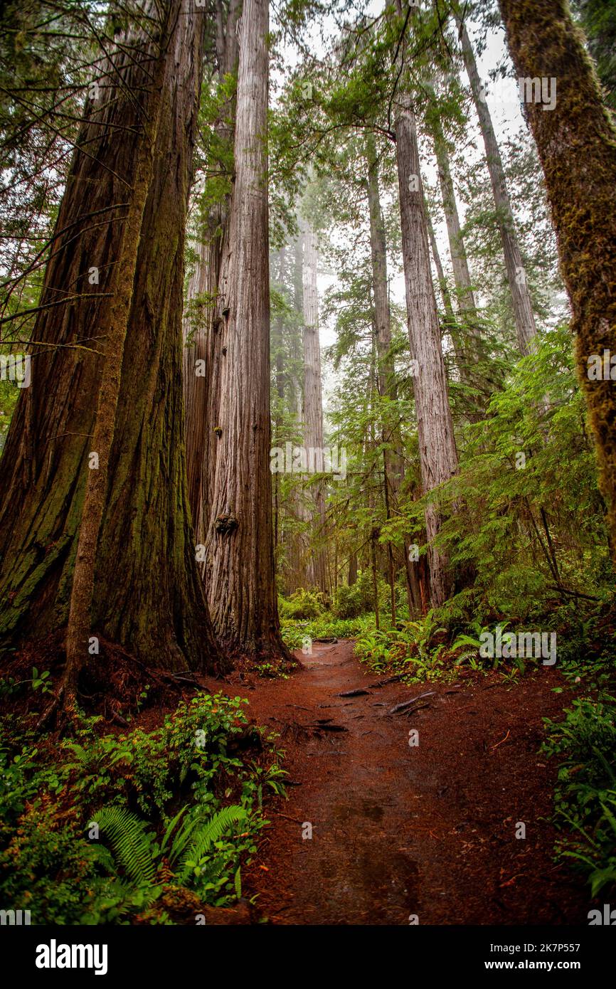 Norcal Trees Redwood trees in Northern California Stock Photo - Alamy