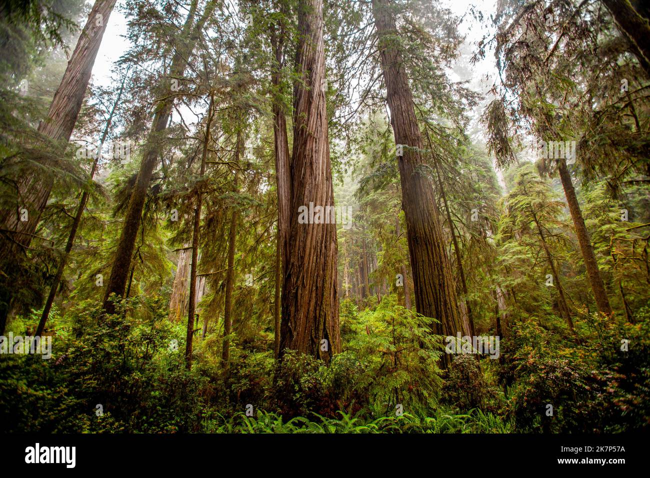 Redwood trees in Northern California Stock Photo Alamy