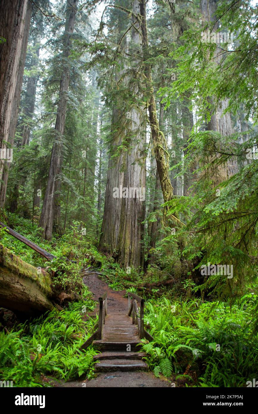 Norcal Trees Redwood trees in Northern California Stock Photo - Alamy
