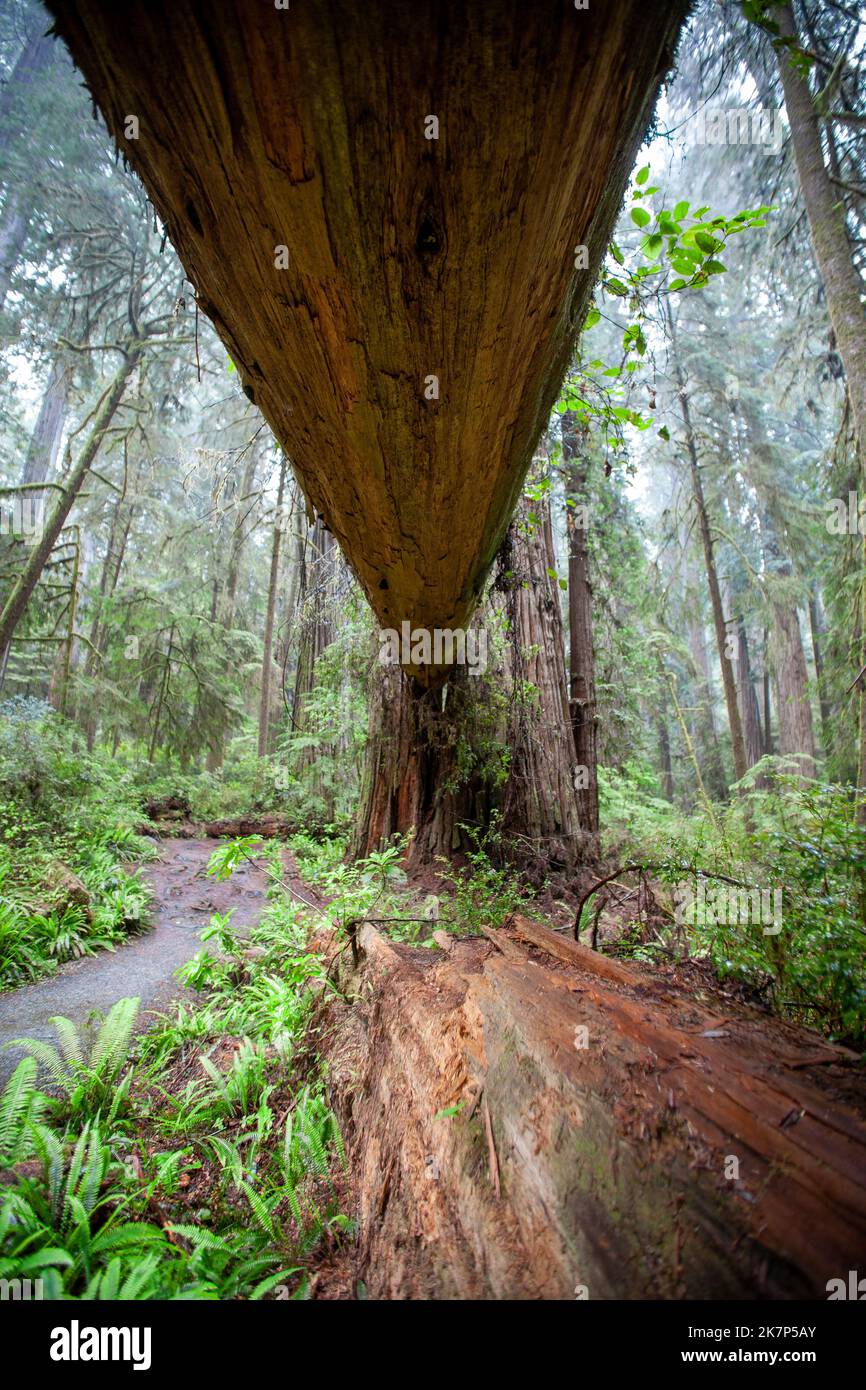 Redwood trees in Northern California Stock Photo Alamy