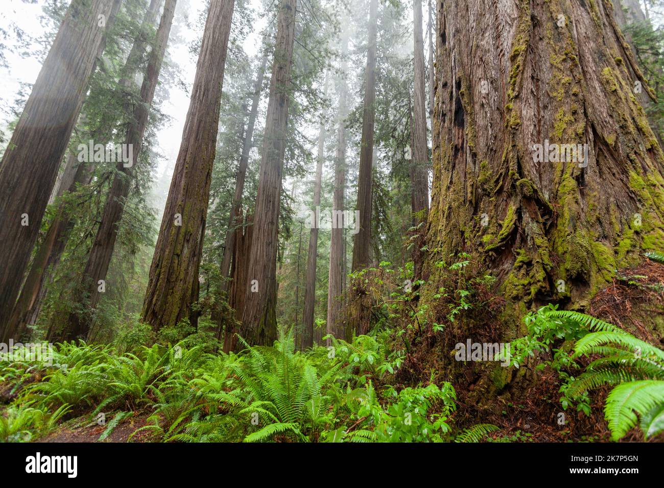 Norcal Forests Lush northern california forest hi-res stock photography and images - Alamy