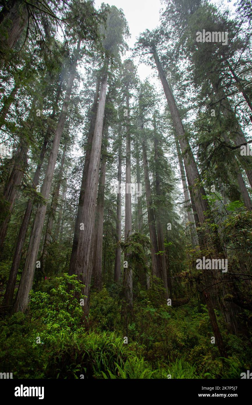 Redwood trees in Northern California Stock Photo Alamy