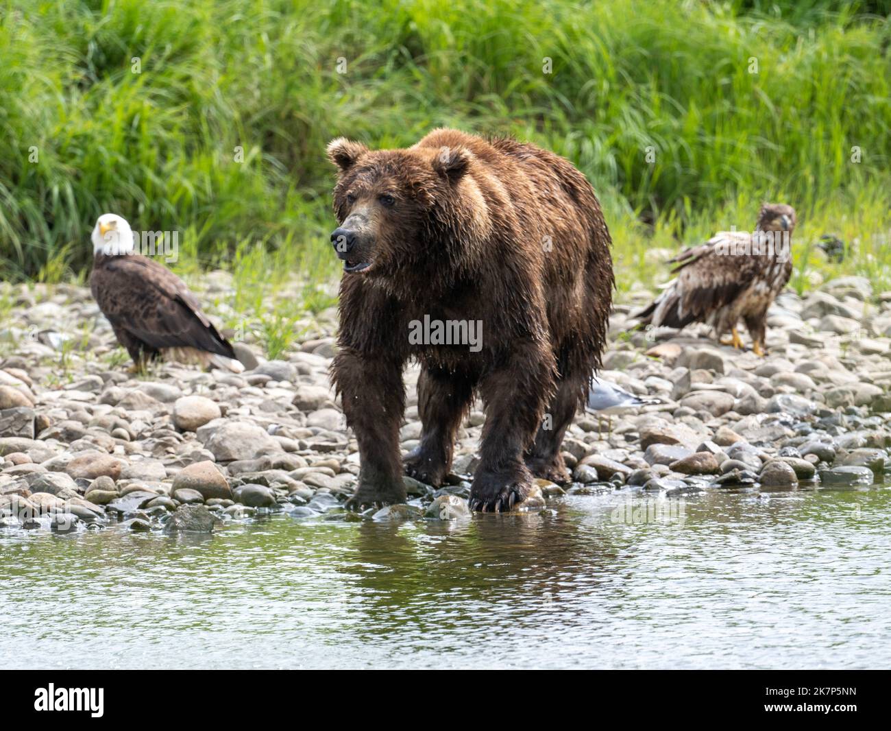 Alaskan brown bear standing in shallow stream with adult and immature bald eagle on the shore in the background. Stock Photo