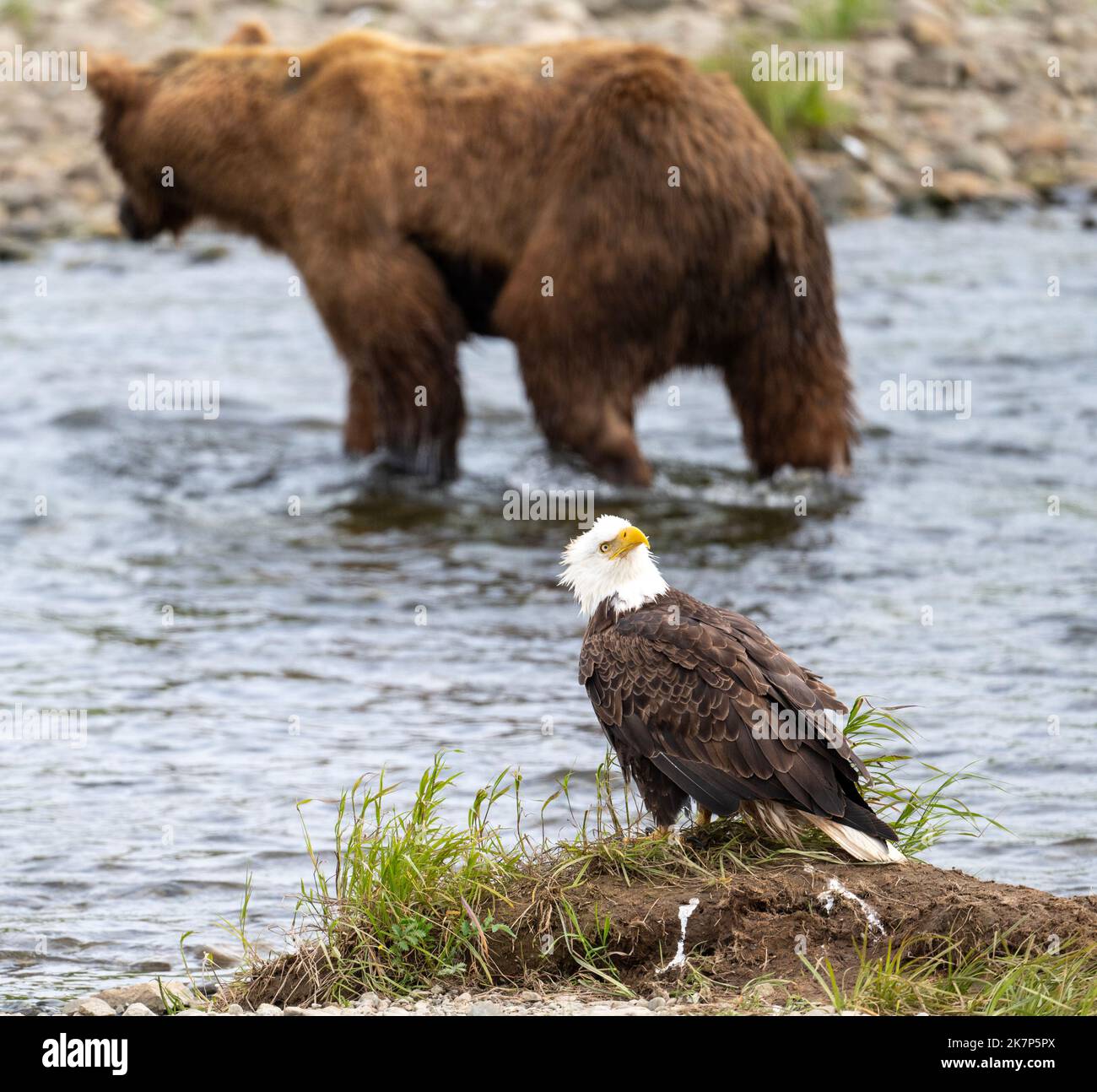 A bald eagle perched on the shore of a shallow stream with an Alaskan