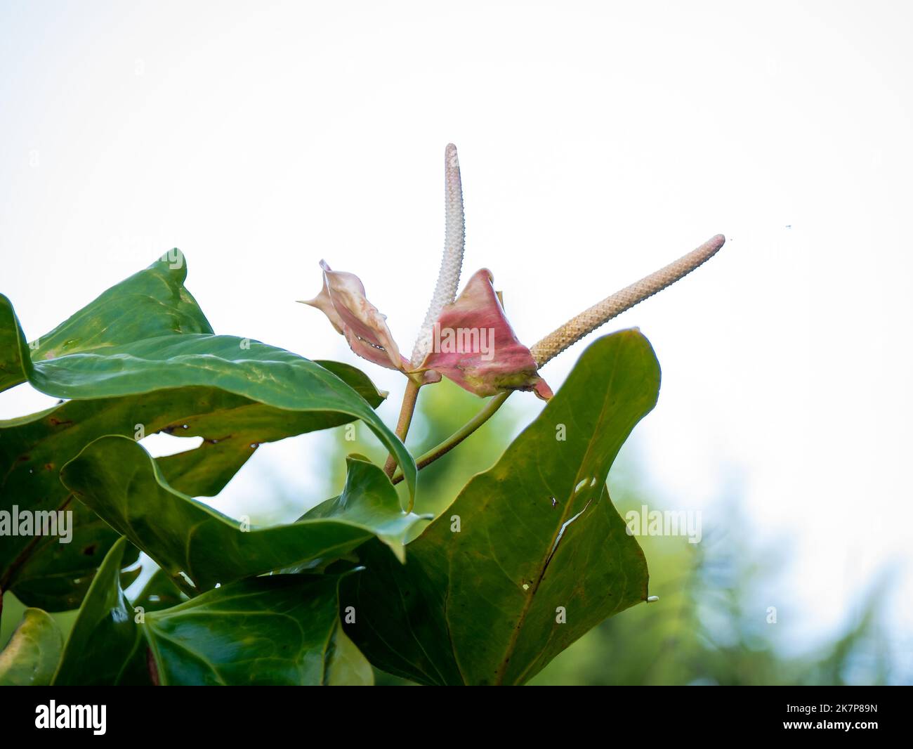 Painter's Palette (Anthurium andraeanum) - JungleDragon