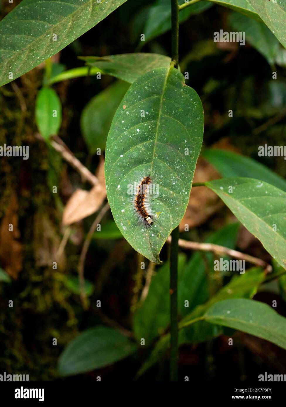 Centipedes on a Large Leaf in the Garden Stock Photo - Alamy