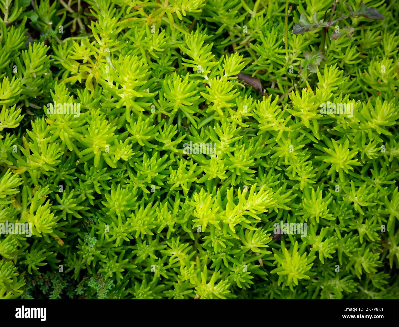 Carpet Sedum also known as Needle Stonecrop or Sea Urchin (Sedum