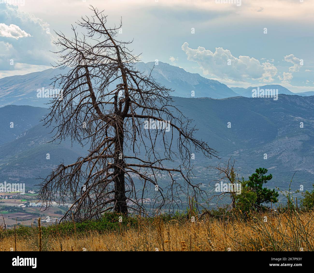 Charred remains of a mountain forest, a new plant grows in the shadow of the old. Abruzzo, Italy, Europe Stock Photo