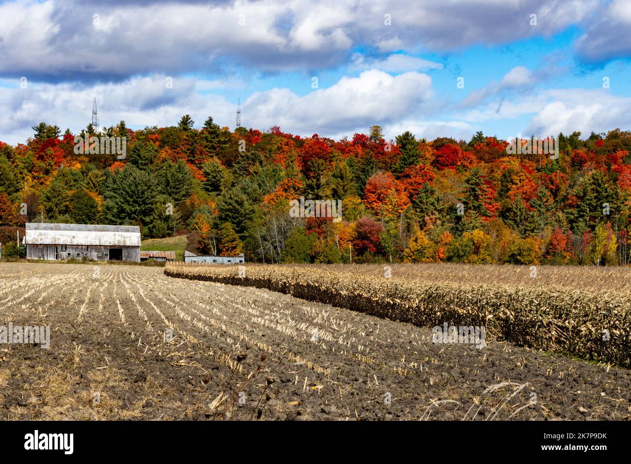 Partially harvested corn and a cornfield with crops sits in front of a ...
