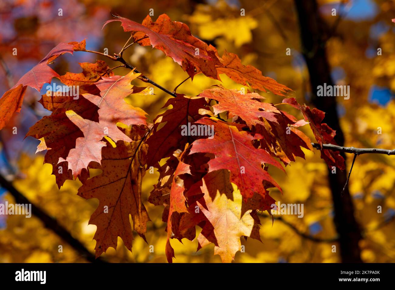 Oak leaves turn a vibrant orange in autumn, with a backdrop of golden