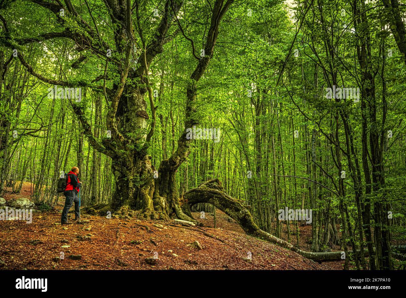 A hiker observes the centuries-old beech of the Pontone crashed by a spring lightning. National Park of Abruzzo, Lazio and Molise. Stock Photo