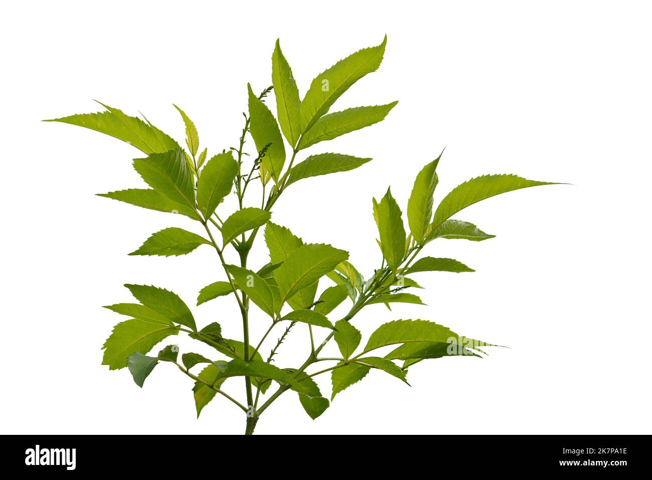 leaves isolated on white background Stock Photo - Alamy