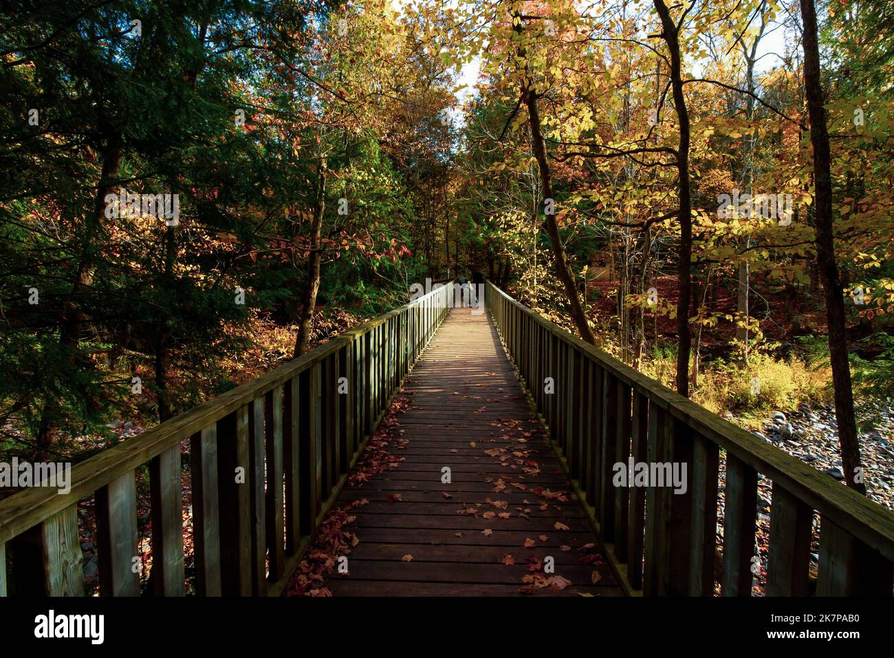 A photographer captures a child in a stroller across a long wooden catwalk; leading lines in fall. Stock Photo