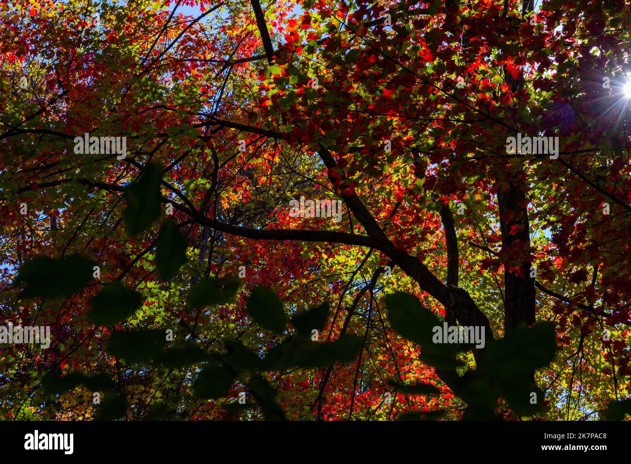 Sunbeam and leaves hi-res stock photography and images - Alamy