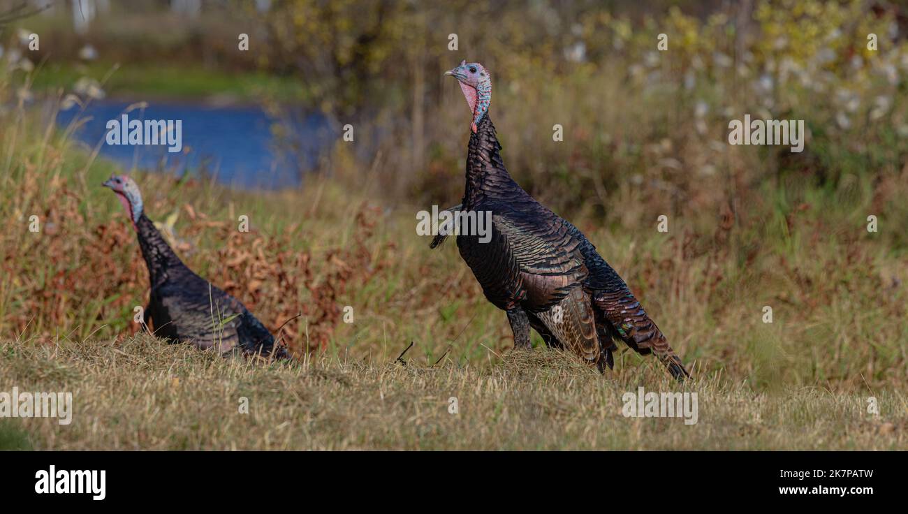 Tom turkeys in northern Wisconsin Stock Photo Alamy