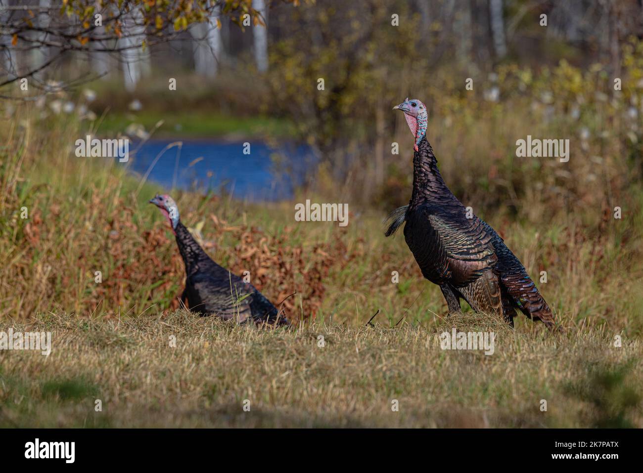Tom turkeys in northern Wisconsin Stock Photo - Alamy