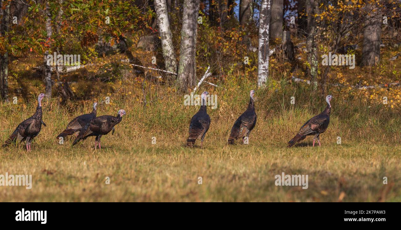Tom turkeys in northern Wisconsin Stock Photo Alamy