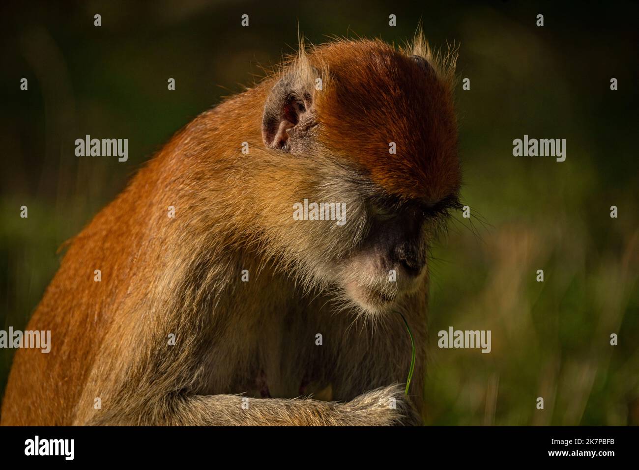Cercopithecini Female patas monkey hi-res stock photography and images - Alamy