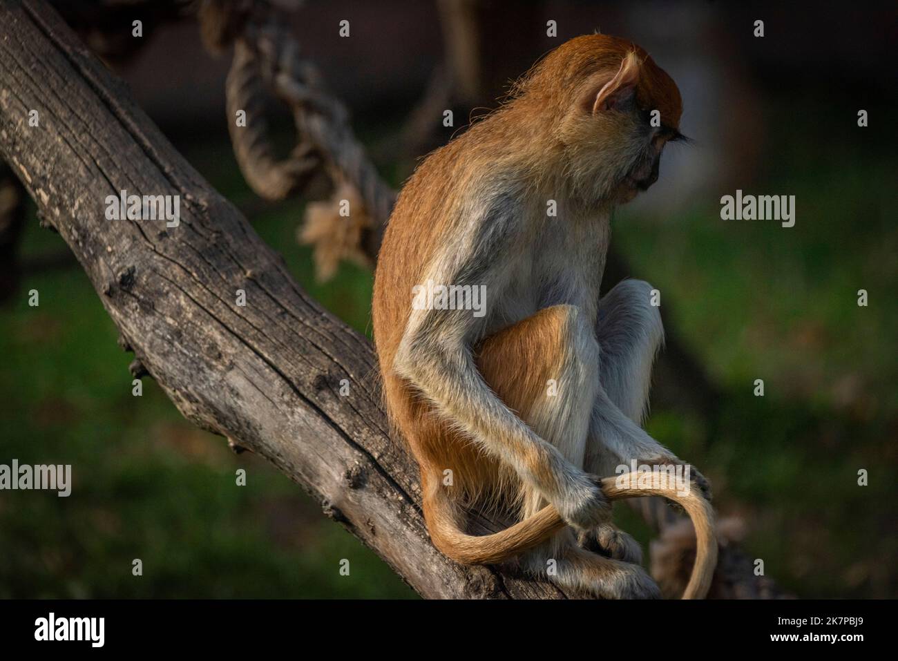 Cercopithecini Female patas monkey hi-res stock photography and images - Alamy