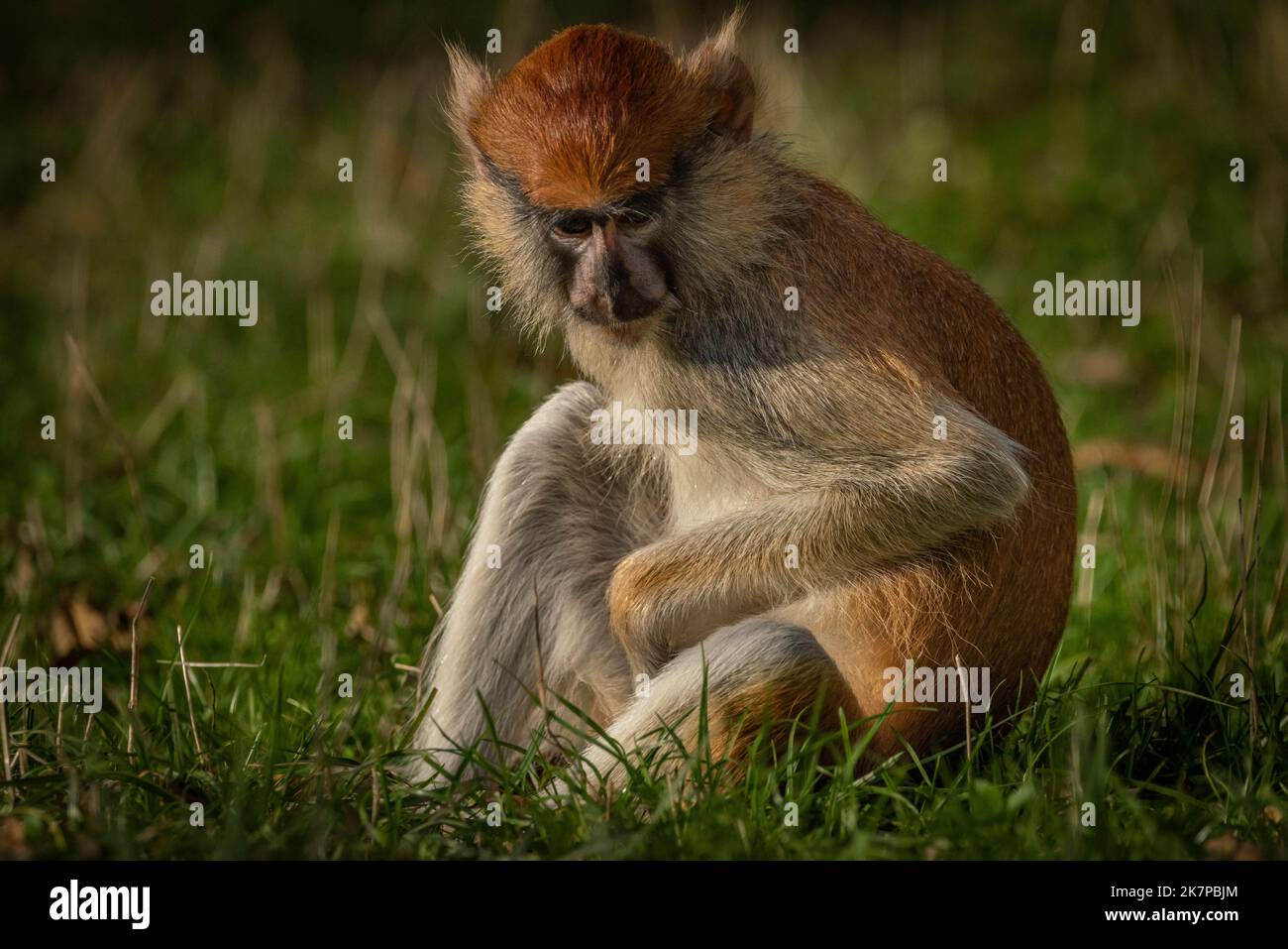 Cercopithecini Patas monkey animal hairy nature hi-res stock photography and images ...
