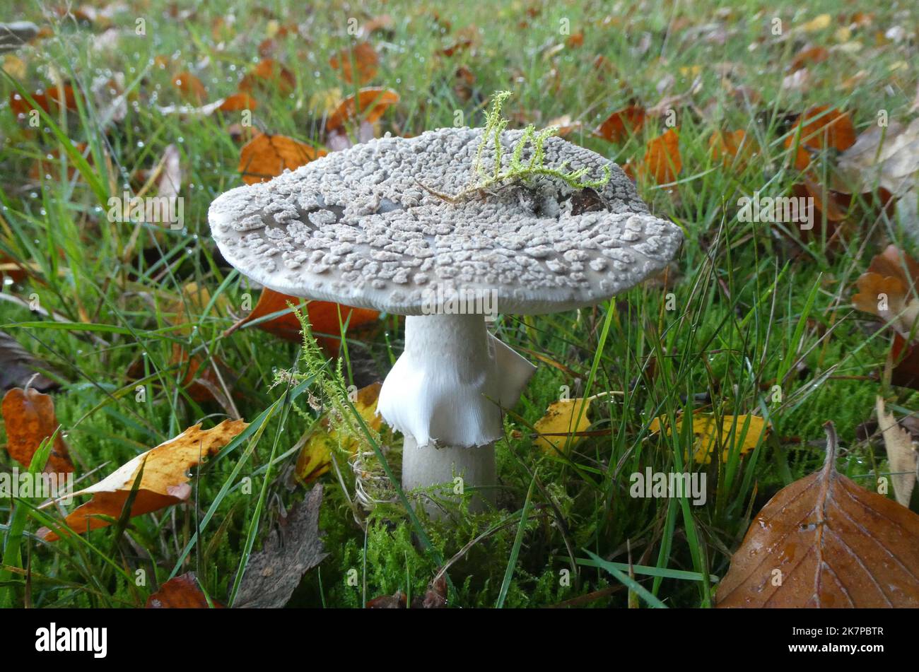 Amanita excelsa, European false blushing amanita or Grey Spotted Amanita  growing in grass near to a forest. Autumn mushroom Stock Photo