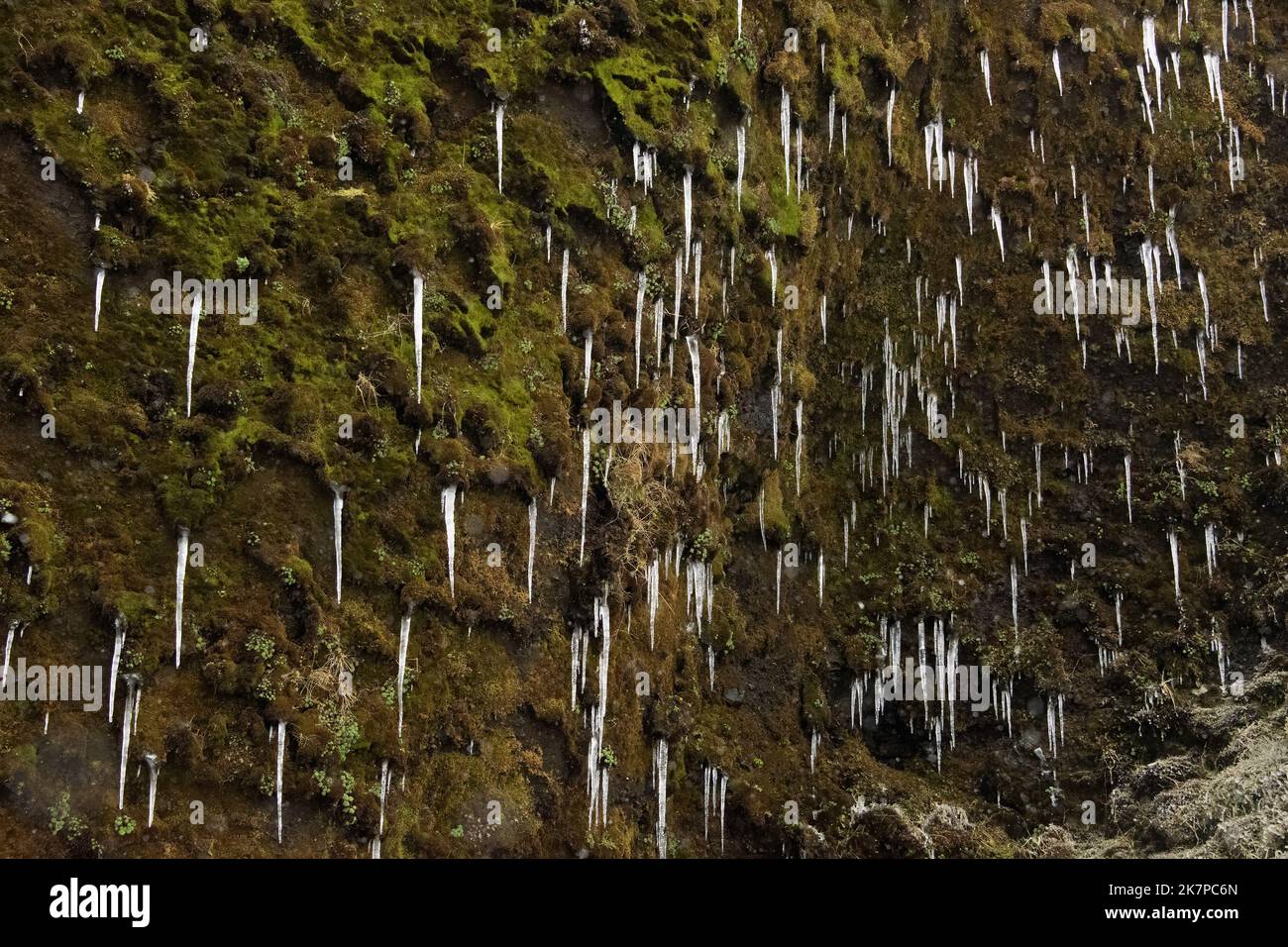 Mosses and icicles on a cliff-side in lightly falling snow, Skgafoss, Iceland Stock Photo