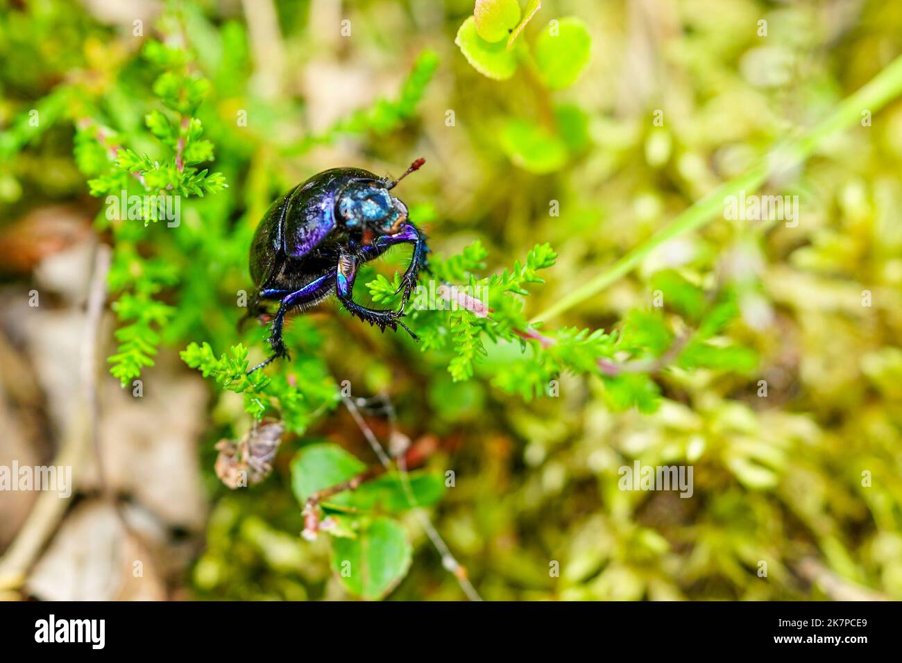 Dor beetle, species of earth-boring dung beetle, Anoplotrupes stercorosus, crawled on a blade of grass, selective focus Stock Photo