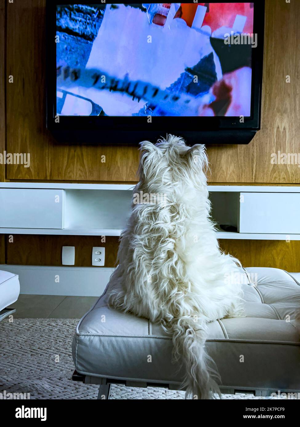 White dog sitting watching television Stock Photo Alamy