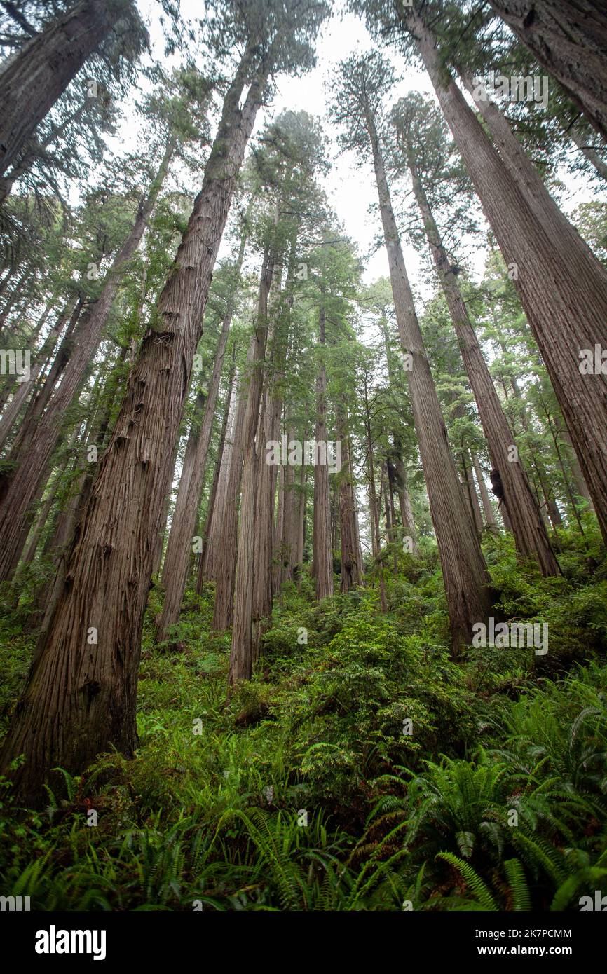 Norcal Trees Redwood trees in Northern California Stock Photo - Alamy