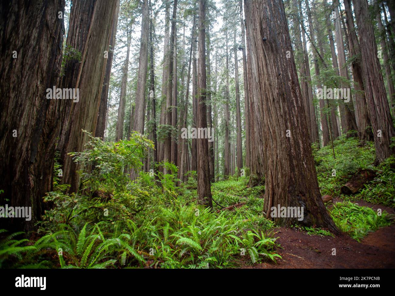 Redwood trees in Northern California Stock Photo Alamy