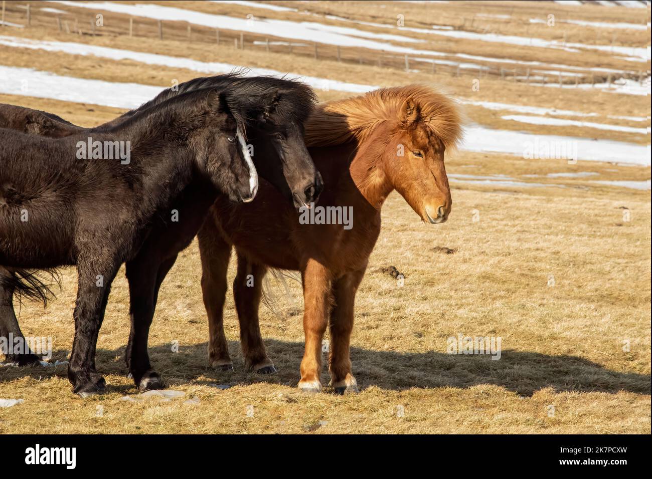 Trio of Icelandic horses in the standing with backs to wind ...