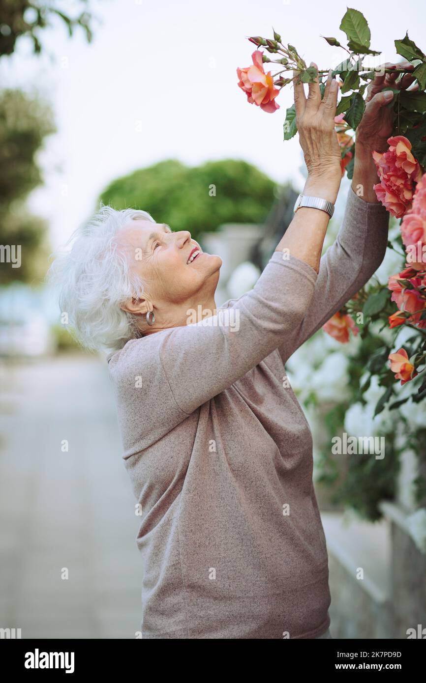 Elderly woman admiring beautiful bushes with colorful roses Stock Photo