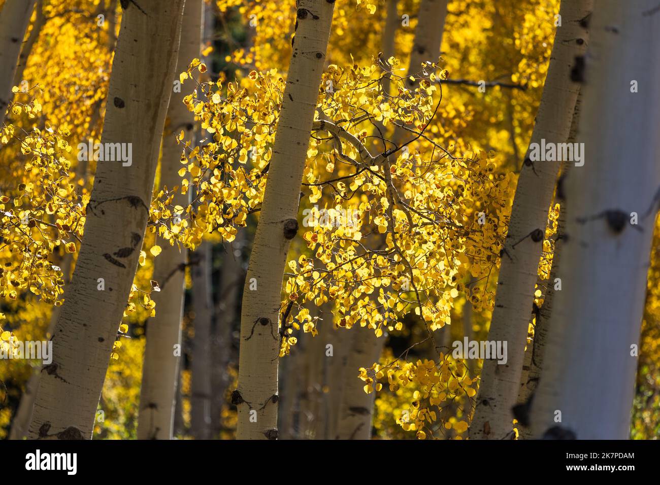 Autumn Aspen trees in sunlight near Silver Jack Reservoir, Colorado Stock Photo