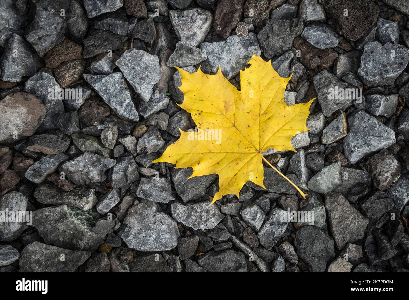 maple leaf on the ground Stock Photo