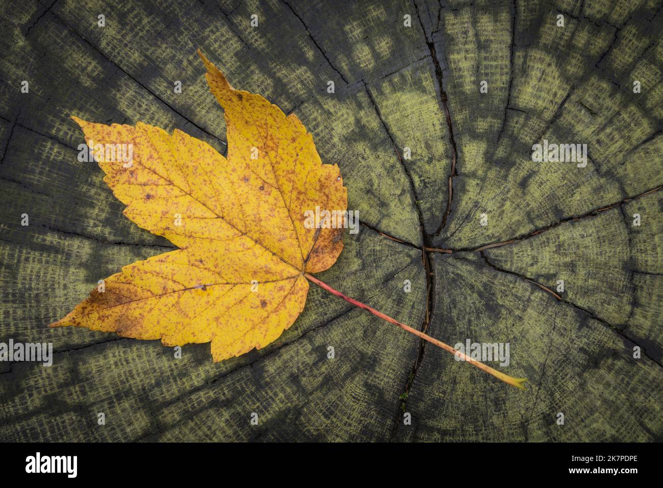 maple leaf on the ground Stock Photo - Alamy